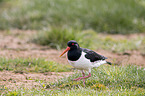 oystercatcher