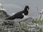 oystercatcher