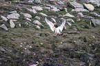 Eurasian oystercatcher