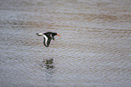 Eurasian oystercatcher