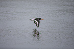 Eurasian oystercatcher