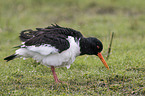 Eurasian oystercatcher