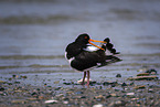 Eurasian Oystercatcher