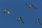 Eurasian oystercatcher