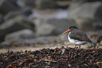 Eurasian oystercatcher