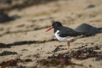 Eurasian oystercatcher