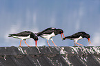 Eurasian oystercatchers