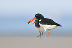 Eurasian oystercatcher