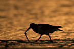 Eurasian oystercatcher