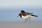 Eurasian oystercatcher