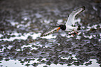 Eurasian oystercatcher
