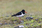 Eurasian oystercatcher