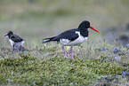 Eurasian oystercatcher