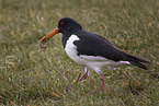 Eurasian oystercatcher