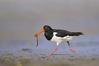 Eurasian oystercatcher