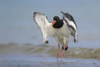 Eurasian oystercatcher