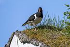 Eurasian oystercatcher