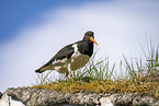 Eurasian oystercatcher