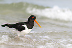 Eurasian oystercatcher