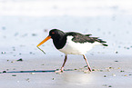 Eurasian oystercatcher