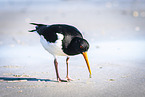 Eurasian oystercatcher