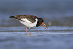 Eurasian oystercatcher
