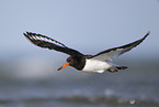 Eurasian oystercatcher