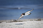 oystercatcher