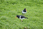 oystercatcher