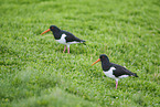 oystercatcher