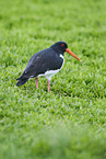 oystercatcher