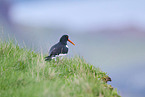 oystercatcher