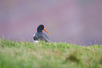 oystercatcher