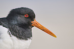 oystercatcher