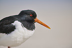 oystercatcher