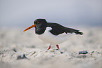 oystercatcher