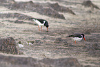 oystercatcher