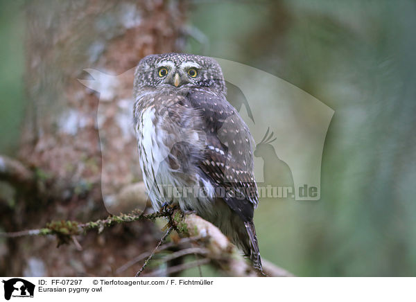 Sperlingskauz / Eurasian pygmy owl / FF-07297