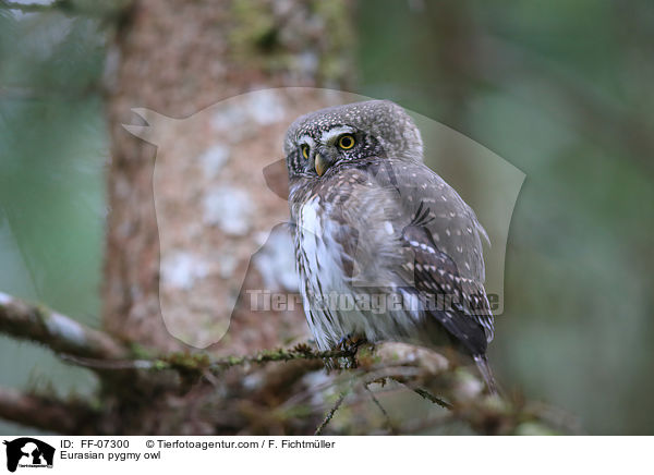 Sperlingskauz / Eurasian pygmy owl / FF-07300