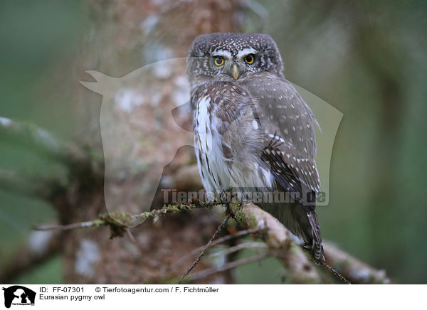 Sperlingskauz / Eurasian pygmy owl / FF-07301