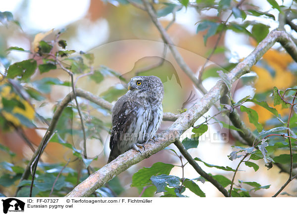 Sperlingskauz / Eurasian pygmy owl / FF-07327