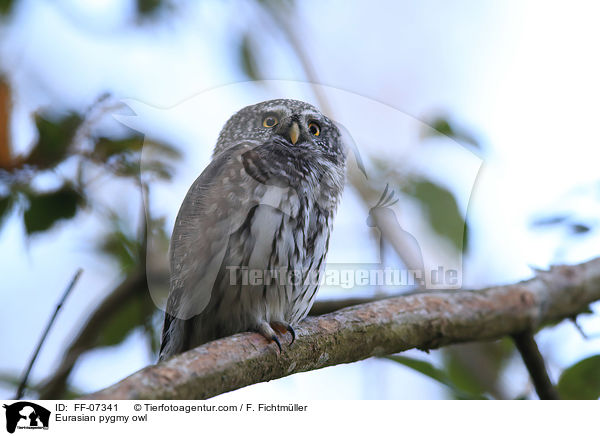 Sperlingskauz / Eurasian pygmy owl / FF-07341