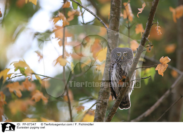 Sperlingskauz / Eurasian pygmy owl / FF-07347