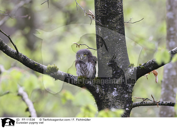 Sperlingskauz / Eurasian pygmy owl / FF-11536