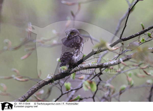 Sperlingskauz / Eurasian pygmy owl / FF-11544