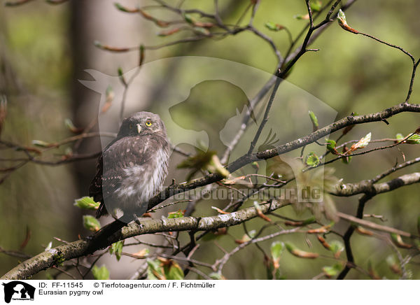 Sperlingskauz / Eurasian pygmy owl / FF-11545