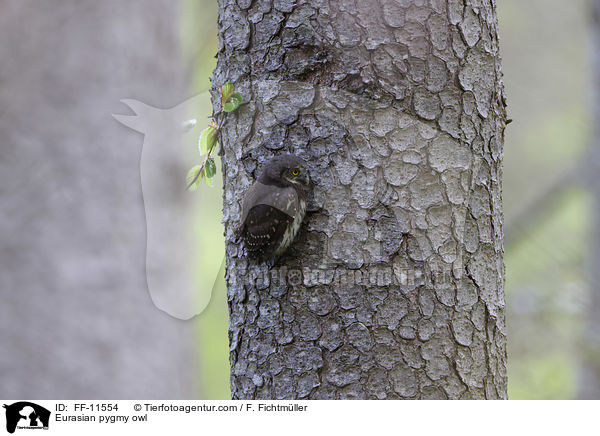 Sperlingskauz / Eurasian pygmy owl / FF-11554