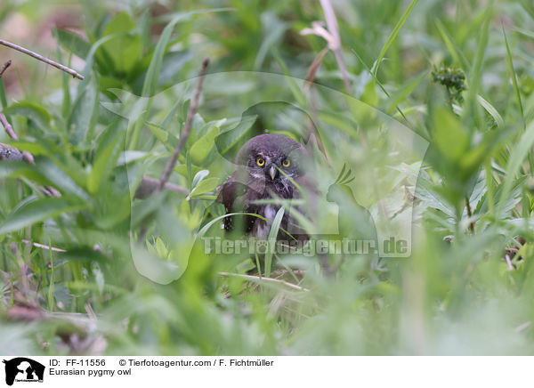 Sperlingskauz / Eurasian pygmy owl / FF-11556