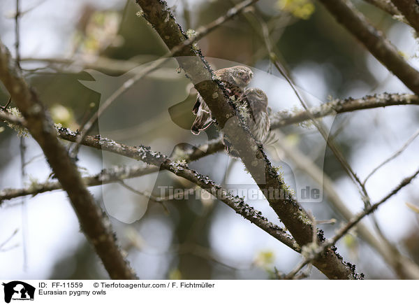 Sperlingskuze / Eurasian pygmy owls / FF-11559