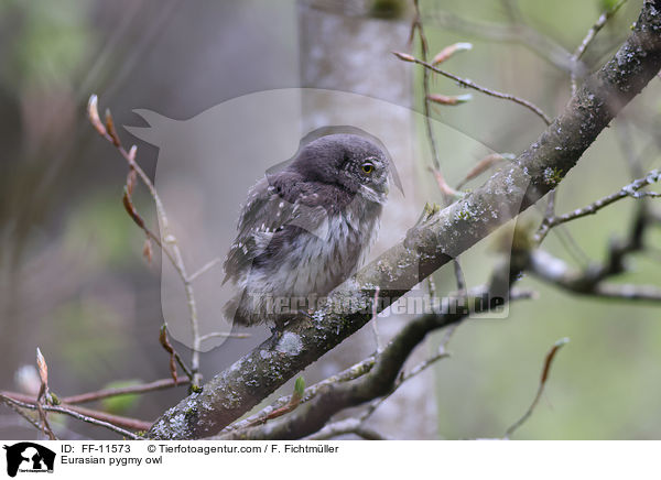 Sperlingskauz / Eurasian pygmy owl / FF-11573